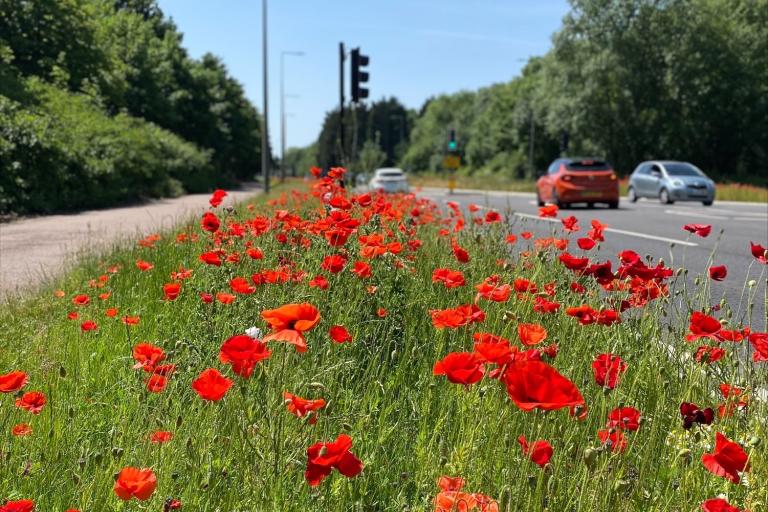 Wildflowers in Milton Keynes