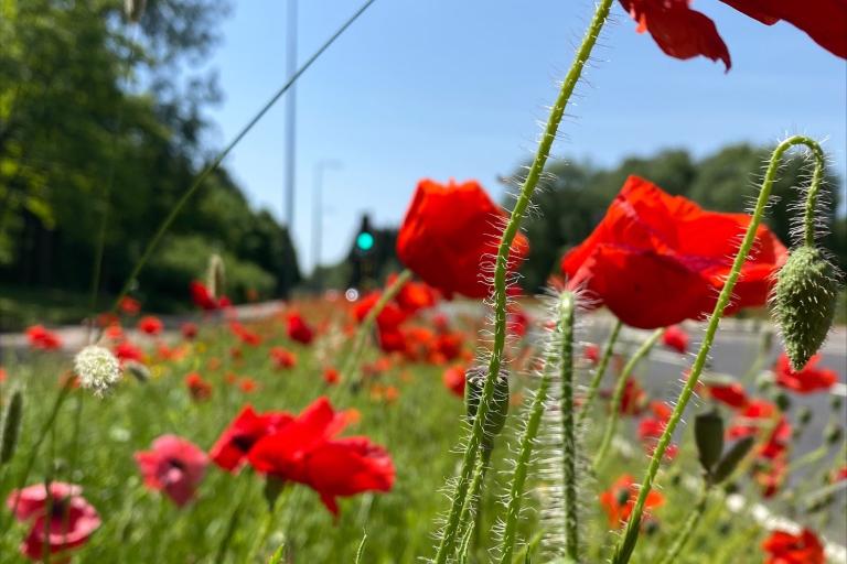 Wildflowers